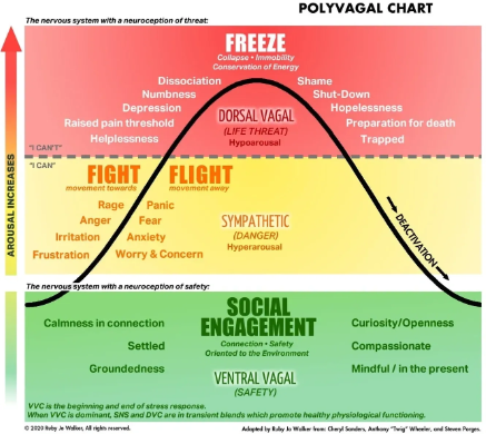 Diagram illustrating the nervous system and social engagement